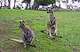 Kangaroos