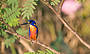 Azure Kingfisher