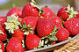 Freshly picked Sunny Ridge Strawberrys