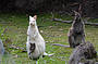 Albino wallaby on Bruny Island
