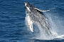Humpback Whale
