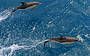 Dolphins